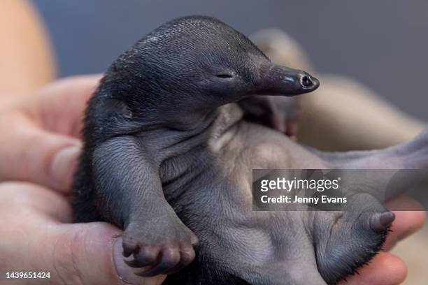 Smudge' an orphaned echidna puggle is held by Veterinary nurse Sarah Male ahead of its feeding on November 07, 2022 in Sydney, Australia. Echidnas,...
