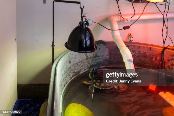 Young injured green sea turtle with a missing flipper recovers at Taronga Zoo's Wildlife Hospital on November 07, 2022 in Sydney, Australia. More...