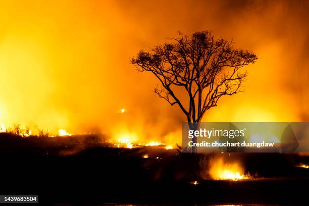 climate change, heatwave hot sun, global warming from the sun, and burning - rainforest destruction stock pictures, royalty-free photos & images