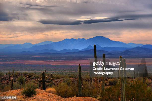 sonoran desert floor - deserto del sonoran foto e immagini stock