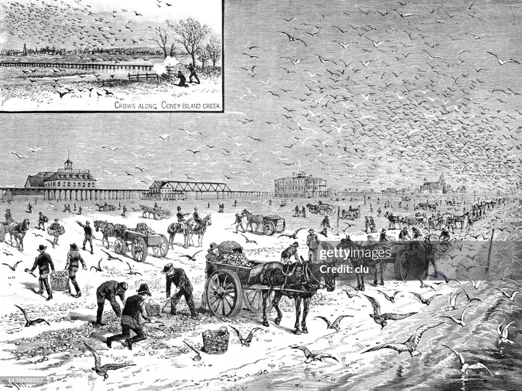 New York City, clamming at Coney Island, 1884