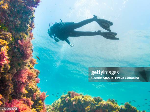 woman diving in alicante - diver stock pictures, royalty-free photos & images