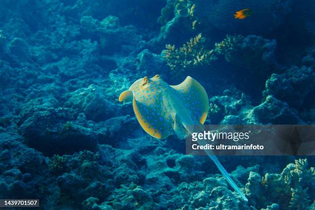 bluespotted stingray fish underwater sea life  coral reef  underwater photo scuba diver point of view - taeniura lymma stock pictures, royalty-free photos & images
