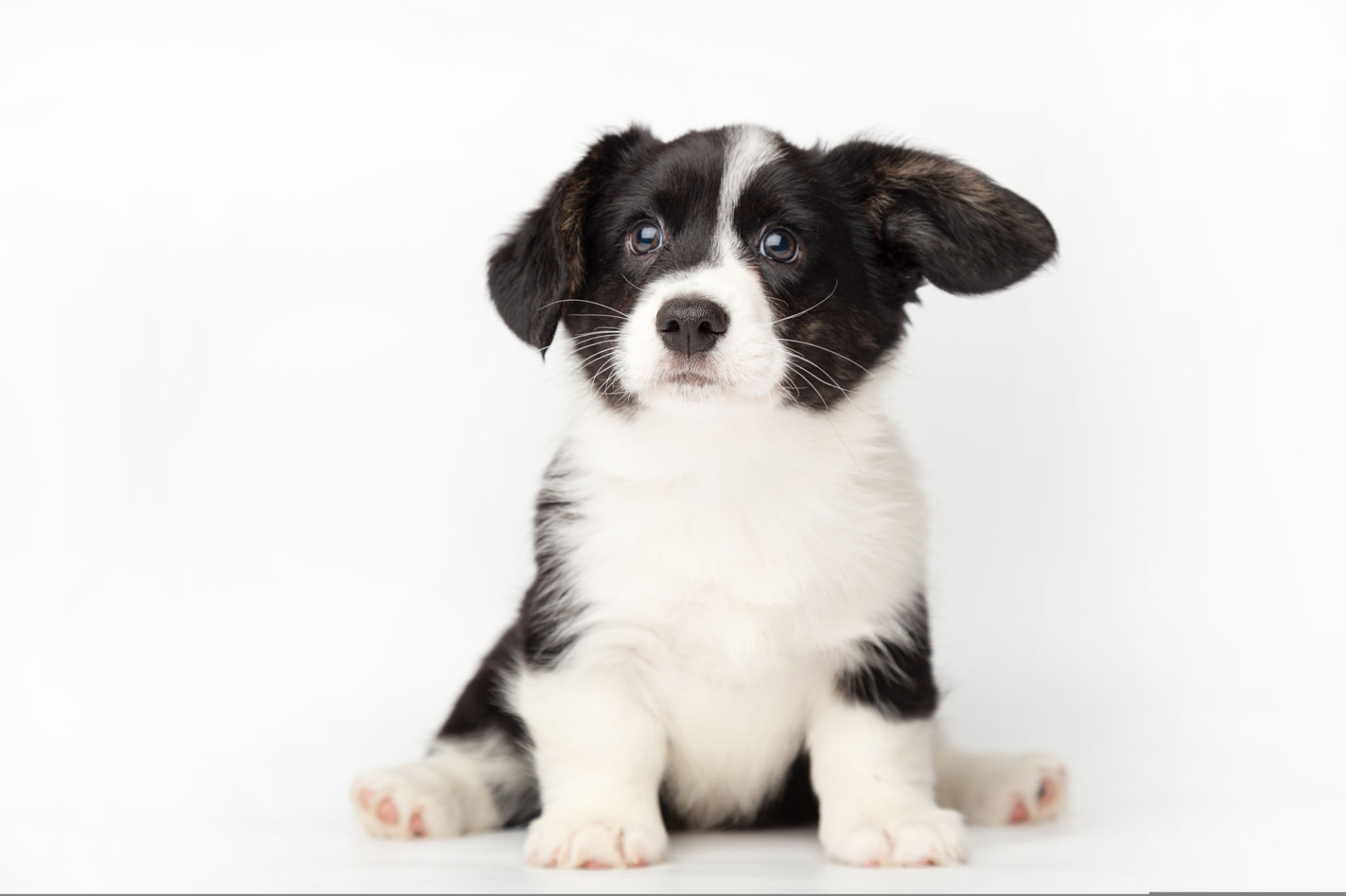 happy healthy puppy