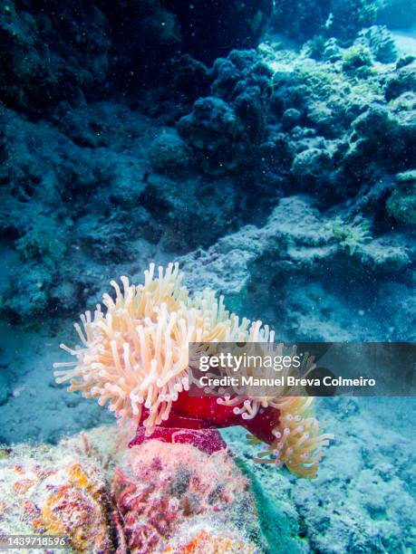 sea anemone - coral colored photos et images de collection