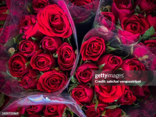 Verygatte Roses 16,370 Variegated Roses Stock Photos, High-Res Pictures, and Images ...