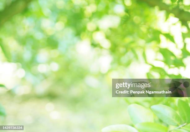 bokeh fantastic shiny abstract background glitter light defocused dot green - luxuriant bildbanksfoton och bilder