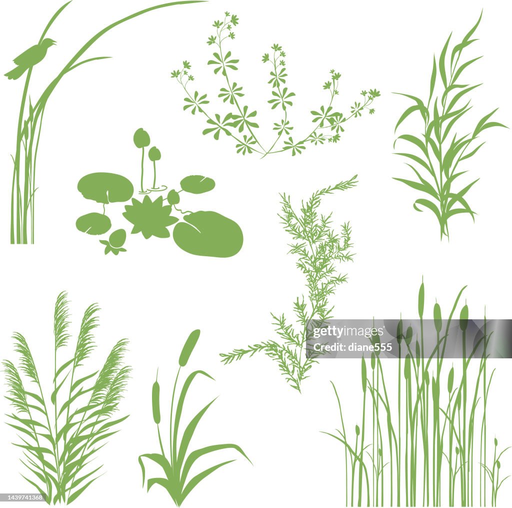 Wetlands Silhouette Icons with Multiple Marsh Elements On A Transparent Background