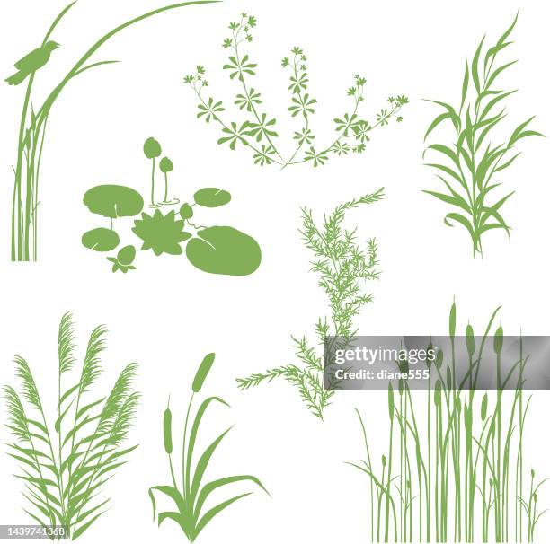 bildbanksillustrationer, clip art samt tecknat material och ikoner med wetlands silhouette icons with multiple marsh elements on a transparent background - cigarr