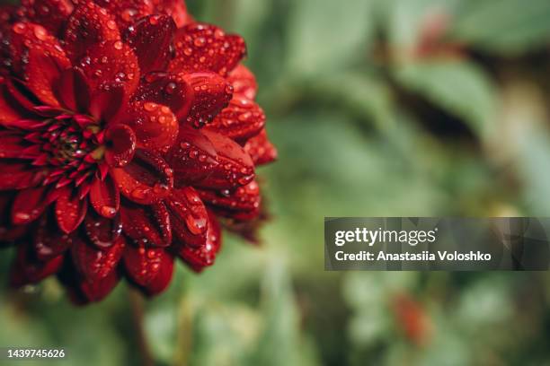 close-up red dahlia is with raindrops - morning dew flower garden stock-fotos und bilder
