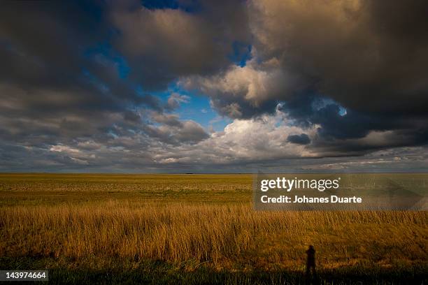 pampas - pampa argentine stock-fotos und bilder