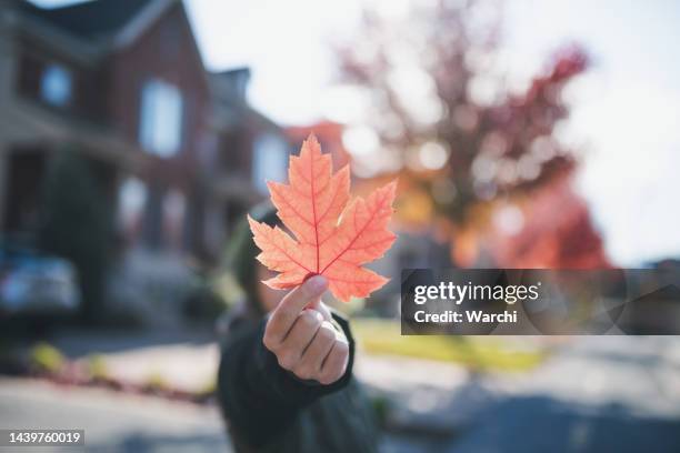 young girl holding red maple leaf in a canadian town - maple leaf logo stock pictures, royalty-free photos & images