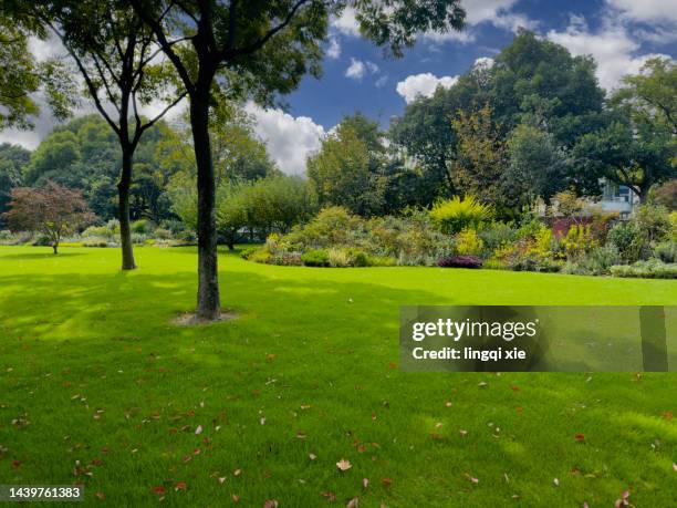 lawn with big trees - formal garden grounds stock pictures, royalty-free photos & images