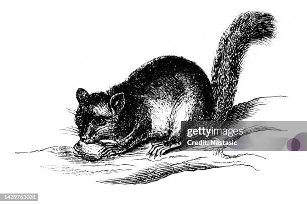 dormouse - dormouse stock illustrations