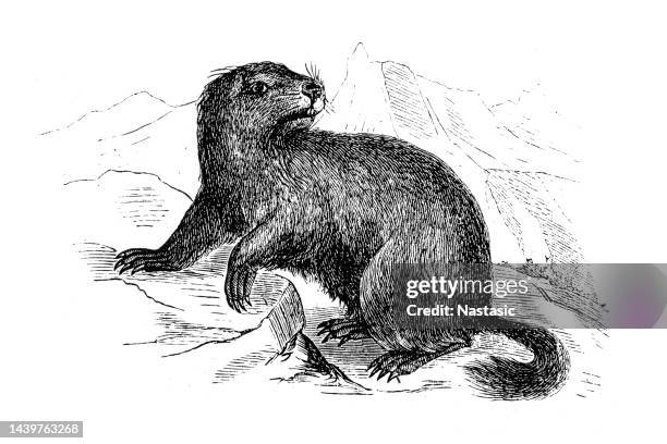 ilustraciones, imágenes clip art, dibujos animados e iconos de stock de marmota alpina (marmota marmota - marmota canadiense