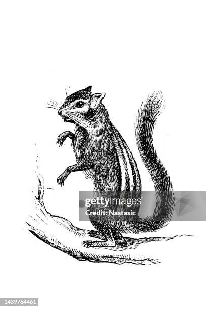 striped chipmunk - chipmunk stock illustrations