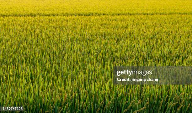 Early Rice Field 2,042 Rice Harvest Festival Stock Photos, High-Res Pictures, and Images ...