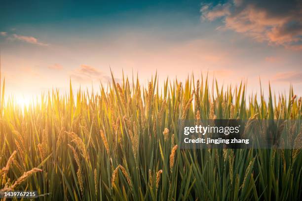 autumn, early morning, rice fields about to ripen under clear sky - campo de arroz fotografías e imágenes de stock