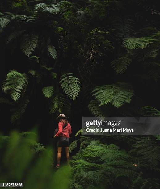 a woman exploring among giant ferns, los tilos forest in la palma. also called, "the beautiful island"a. canary islands. spain - jungle explorer stock pictures, royalty-free photos & images