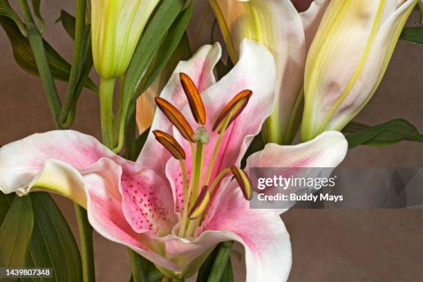 stargazer lily - lilium stargazer - fotografias e filmes do acervo