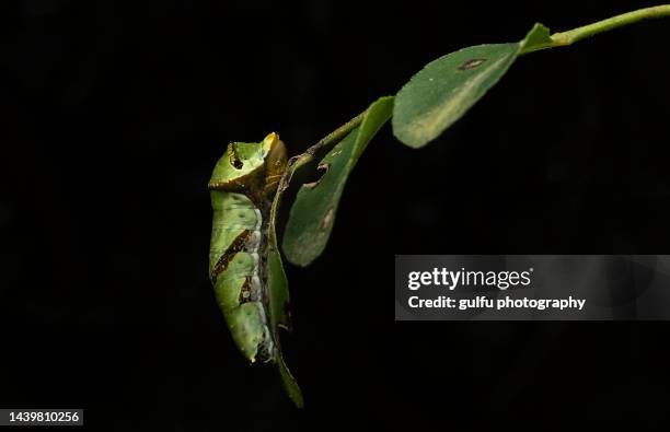 caterpillar of a butterfly - kokon stock-fotos und bilder