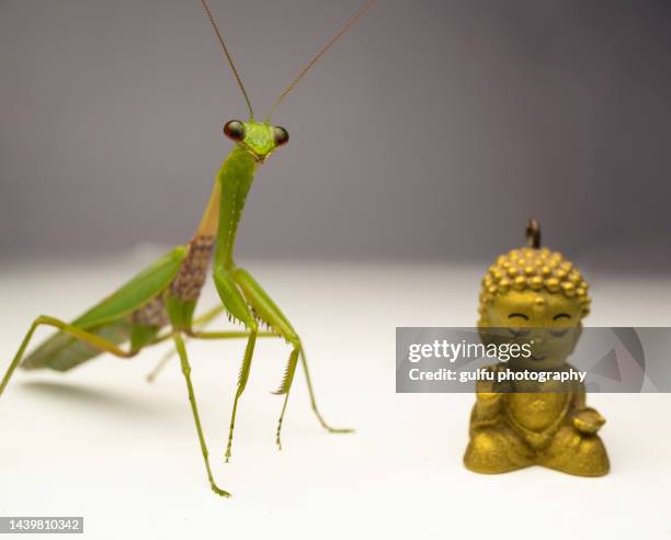 insects moths lizard spider mantis - flying grasshopper stock pictures, royalty-free photos & images