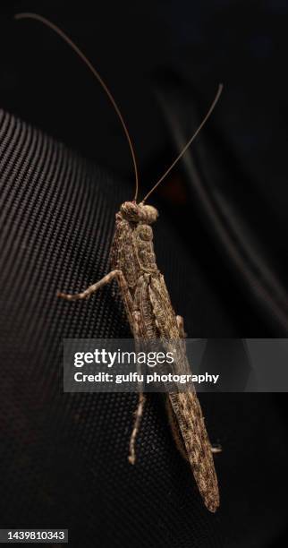 Senti Bear Insect Spider Bear Photos and Premium High Res Pictures - Getty Images