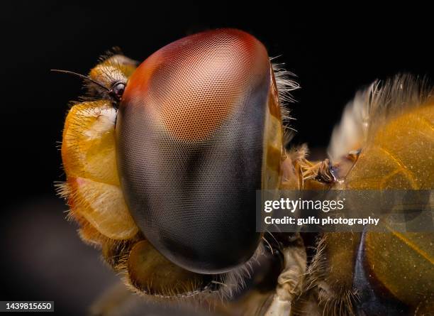 dragon fly macro - cotchin stock-fotos und bilder