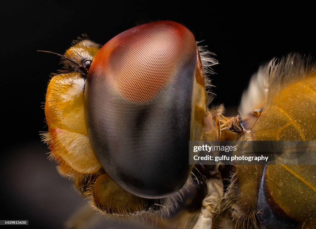 Dragon fly macro