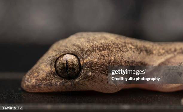 Li Lizard 56 Leaping Lizards Stock Photos, High-Res Pictures, and Images - Getty ...