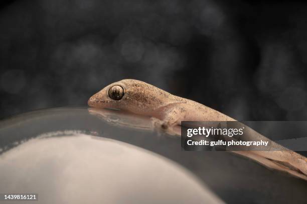 Li Lizard 55 Leaping Lizards Stock Photos, High-Res Pictures, and Images - Getty ...
