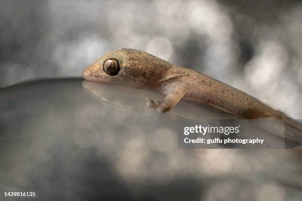 Li Lizard 55 Leaping Lizards Stock Photos, High-Res Pictures, and Images - Getty ...