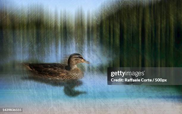 close-up of mallard duck swimming in lake - raffaele corte stock-fotos und bilder