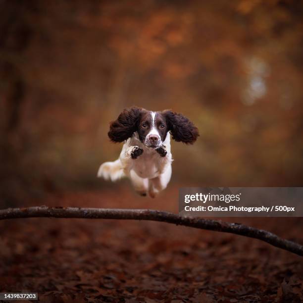 close-up of spider on web - english springer spaniel stock pictures, royalty-free photos & images