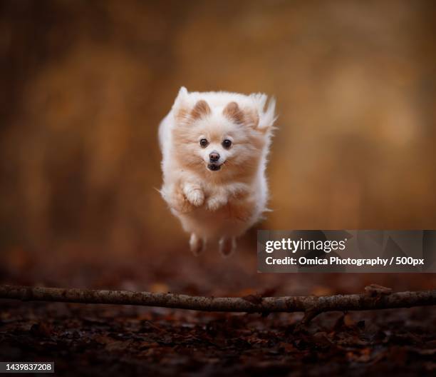 portrait of pomeranian running on field - pomeranian - fotografias e filmes do acervo