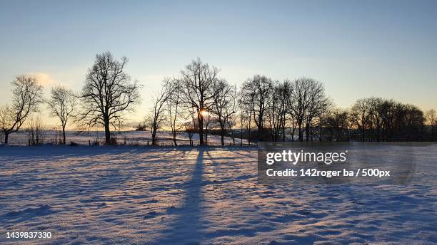 trees on snow covered field against sky - bare tree branches stock pictures, royalty-free photos & images