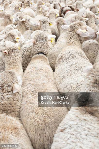 sheep - rebaño de oveja fotografías e imágenes de stock