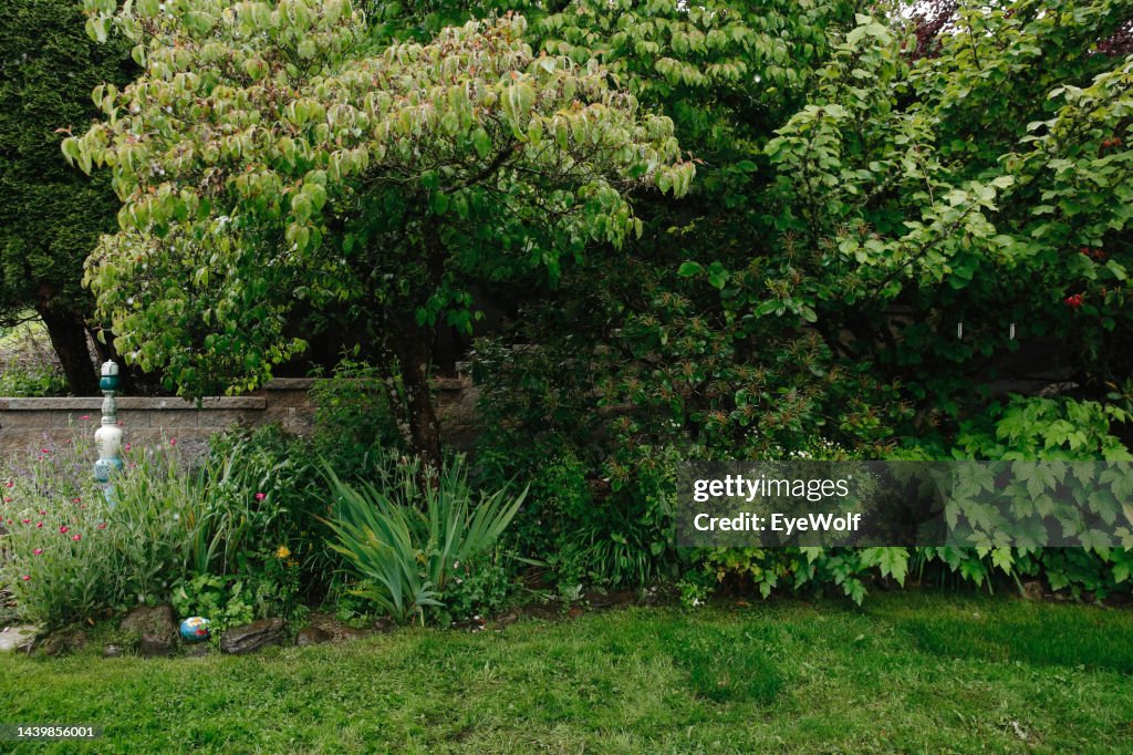 Straight on shot of green shrubs in a serene backyard