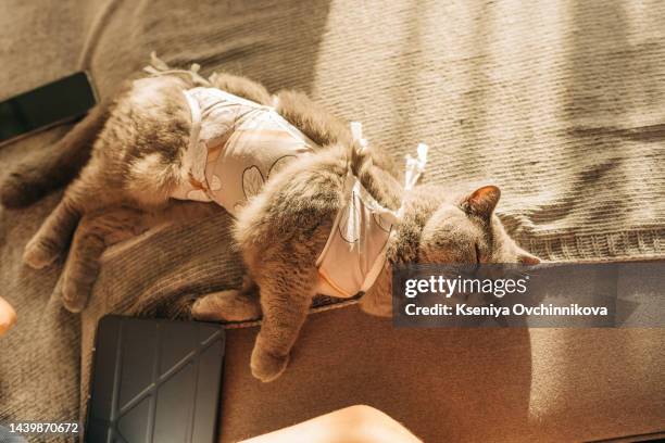 postoperative bandage on a cat. care of a pet after a cavitary operation (castration, sterilization) - castration stockfoto's en -beelden