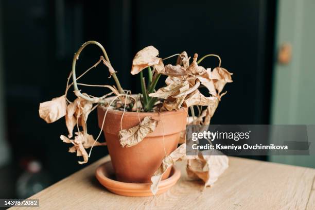 take care of household plants and flowers. houseplant got yellow and dry. palm loosing dead yellow leaves - muerto fotografías e imágenes de stock