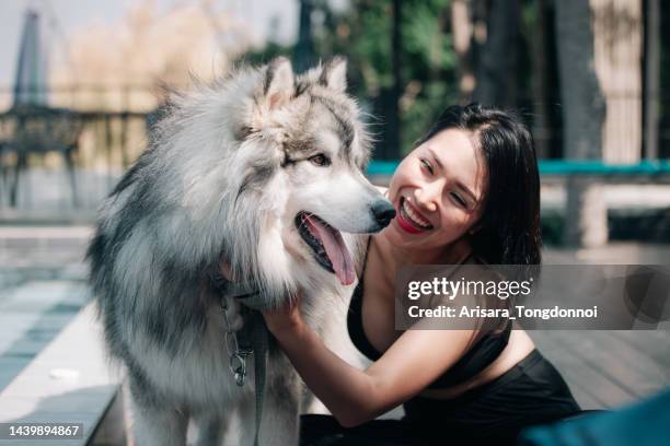 woman playing with siberian husky - husky dog stock pictures, royalty-free photos & images