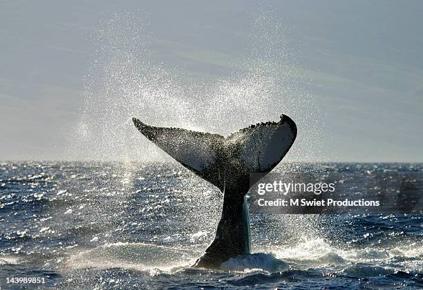 whale tail fluke slap - humpback whale tail stock pictures, royalty-free photos & images