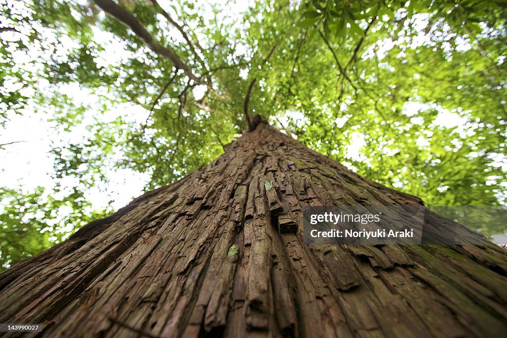 Cedar tree