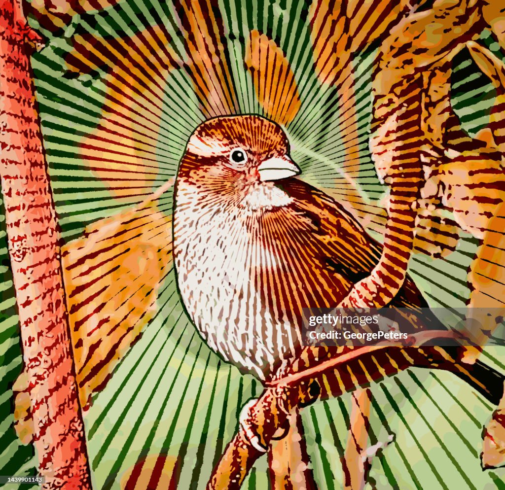 Sparrow Perching on branch
