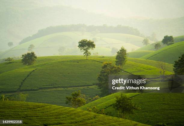 green tea farm at long coc, vietnam - chinese landscape stock-fotos und bilder