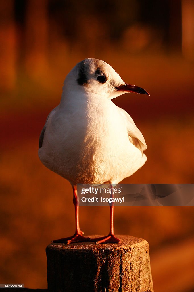 Standing in dusk