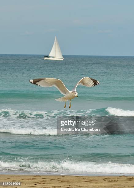 seagull flying - stuart florida stock pictures, royalty-free photos & images