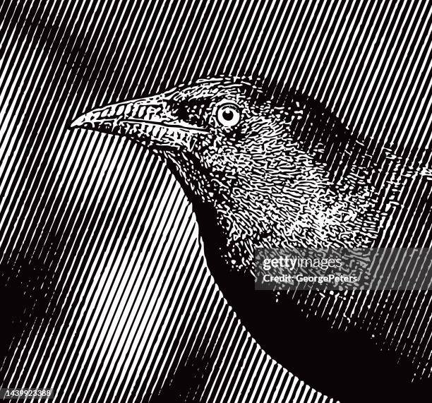 common grackle head - common blackbird stock illustrations
