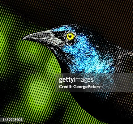 Common Grackle Head Common Grackle Head