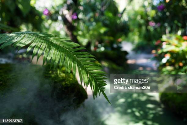 green lush foliage moss and fern in a tropical garden with a misty  climate - forest flowers water stock pictures, royalty-free photos & images